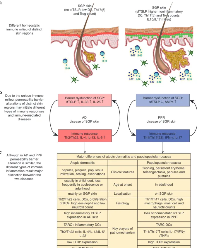 Figure 4. The possible role of permeability barrier alteration in the pathogenesis of PPR