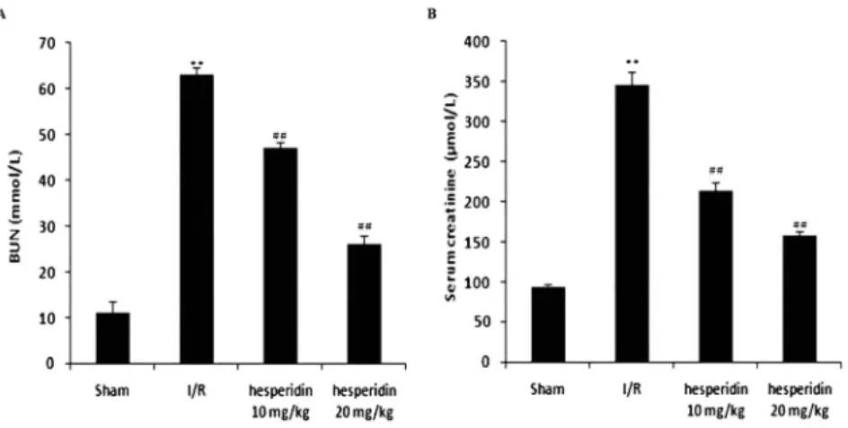 Figure 1. Hesperidin ameliorates the altered concentrations of markers involved in kidney injury caused by I/R