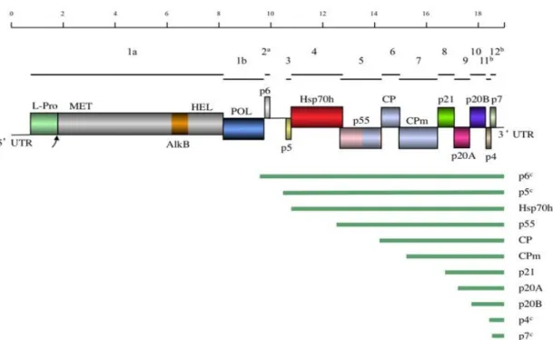 1. ábra. GLRaV-3 genom szerkezete (Maree és mtsai, 2013) 