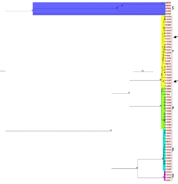13. ábra. A GLRaV-3 CPm-es génszakaszának összehasonlító elemzéséből elkészített  filogenetikai törzsfa 