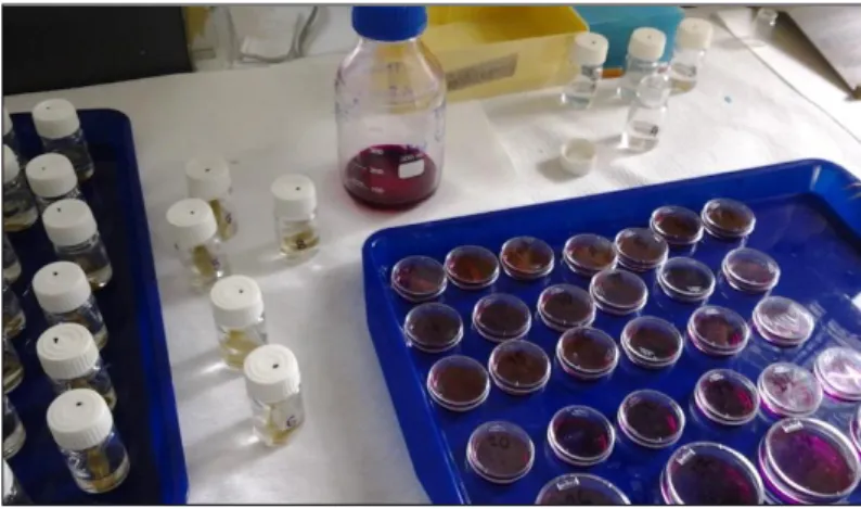 9. ábra. Festési eljárás. A Petri csészékben McBride-oldat, az üvegfiolákban a derítő oldat  látható a levelekkel
