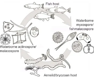 1. ábra: Nyálkaspórások életciklusának sematikus ábrája, a hal és a gyűrűsféreg/ mohaállatka  közti gazdaváltást bemutatva (Atkinson et al