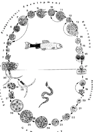 2. ábra: A nyálkaspórások fejlődési ciklusa a M. cerebralis alapján (Kent et al. 2001): 1-16: A  myxospóra kifejlődése a hal gazdában