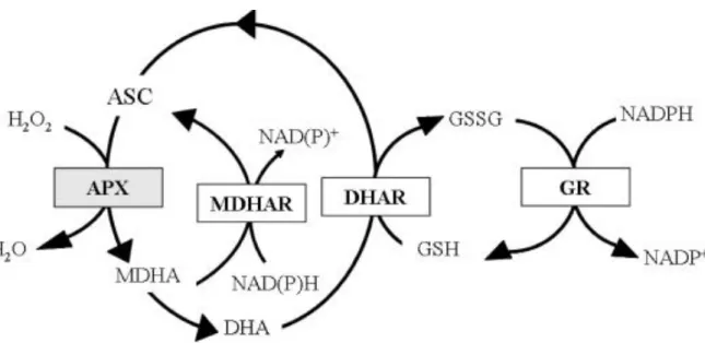 1. ábra.  Az  aszkorbát-glutation  ciklus.  ASC:  aszkorbát,  GSH:  redukált  glutation,  GSSG:  oxidált  glutation,  APX:  aszkorbát-peroxidáz,  MDHA:  monodehidroaszkorbát,  MDHAR:  monodehidroaszkorbát  reduktáz,  DHAR: dehidroaszkorbát reduktáz, DHA: d