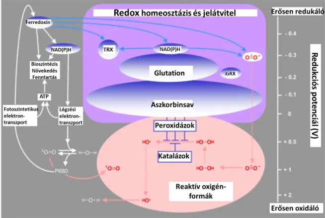 2. ábra. A redox homeosztázis és jelátvitel. A nem-enzimatikus komponensek redox potenciálja az ábra jobb  oldalán  látható