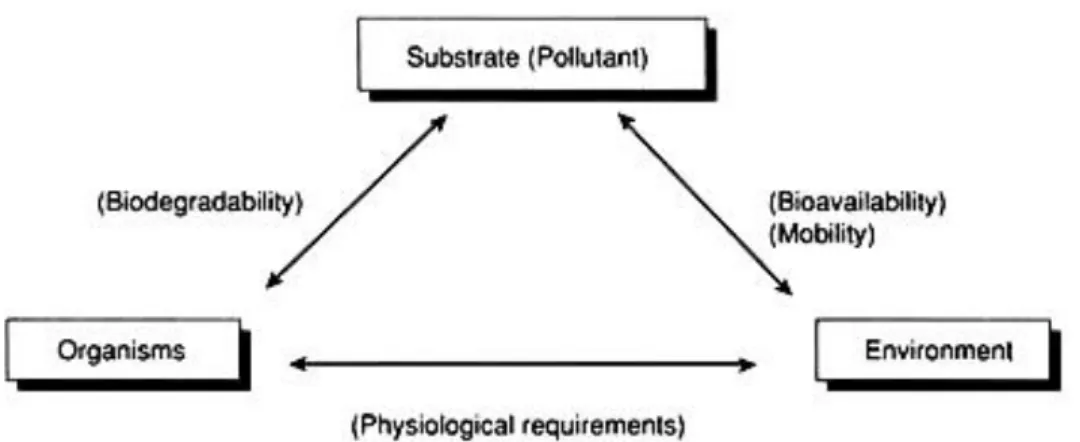 1. Figure: The connection of organisms, soils and contaminants, and their effect on each other  (retrieved from [19])