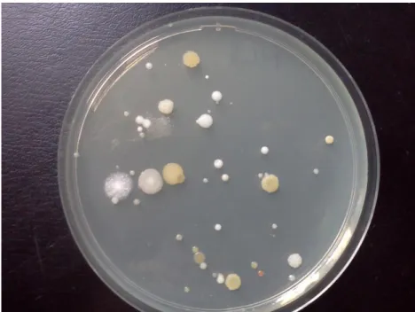 17. Figure: Example of microbial growth on solid medium in a Petri-dish (settle plate)  (photo taken by: Nikoletta Horváth, 2012) 