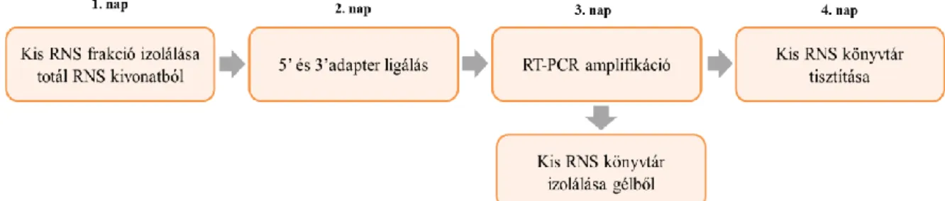   5. ábra: Kis RNS könyvtár készítés folyamatábrája (saját ábra) 