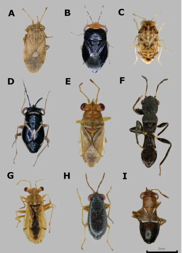 Figure 1.  Examples on diversity of Geocoridae – A. Engistus exanguis confurcatus Horváth, 1911; lectotype, HNHM