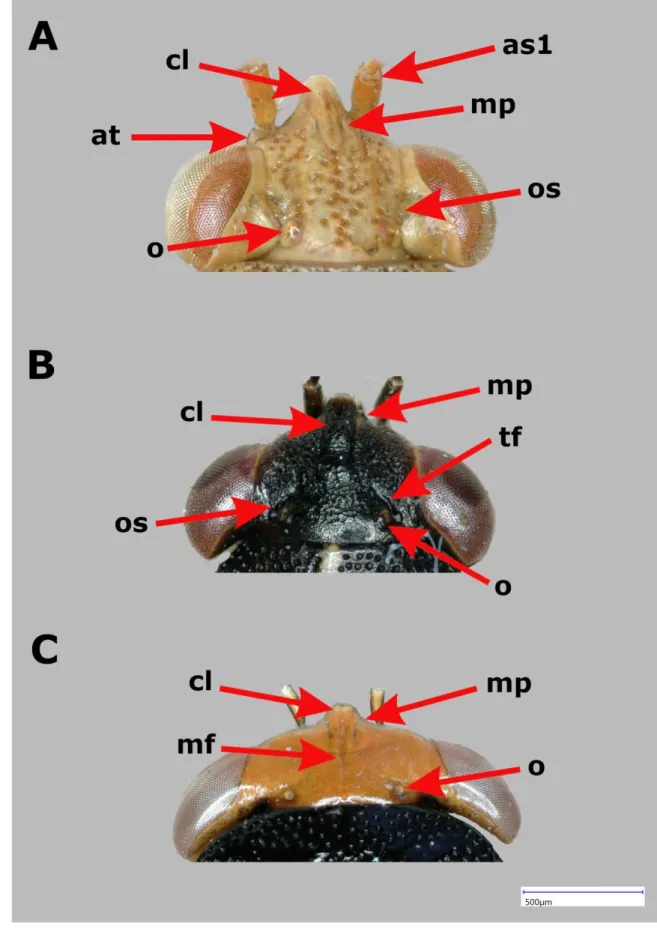 Figure  2.  Characters  of  head  and  cephalic  appendages  in  Geocorinae  (I)  –  A