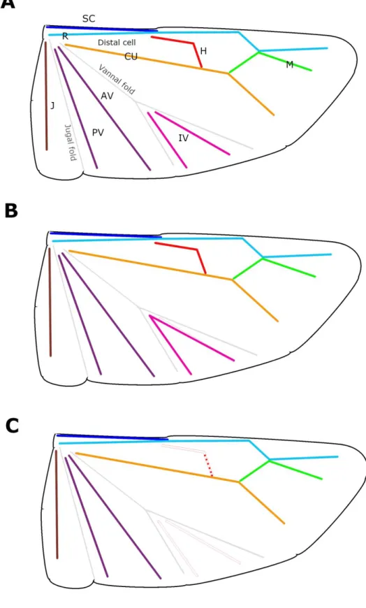 Figure 4 .  Metathoracic wing in Geocorinae (diagrammatic): A. Lygaeoidea, generalized, B