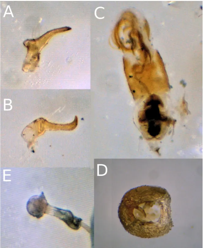 Figure 6. Genital structures in Geocorinae I. – Germalus banari Kóbor &amp; Kondorosy, 2016: A