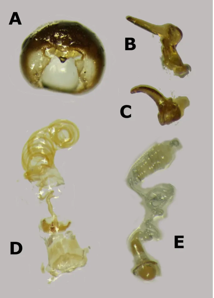Figure 7. Genital structures in Geocorinae II. – Geocoris margaretarum Kóbor, 2018: A