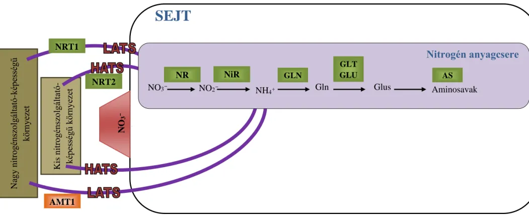 4. ábra: A nitrát és citokinin szintézis szabályozó-hálózatának modellje Sakakibara és mtsai