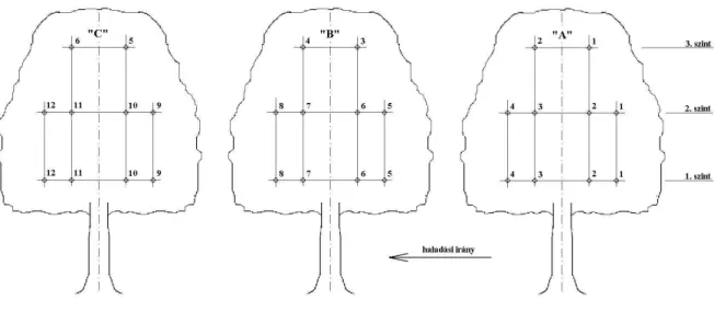 23. ábra: A haladási iránnyal párhuzamos mintavételi pontok elrendezése a kijelölt fákon (saját szerkesztésű  ábra)