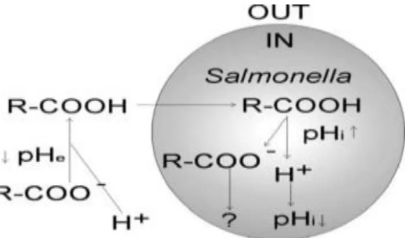 Fig. 1. Mechanism behind toxicity of short-chain fatty acids in Salmonella spp. pH e  =  external pH; pH i  = internal pH (Source: Józefiak et al