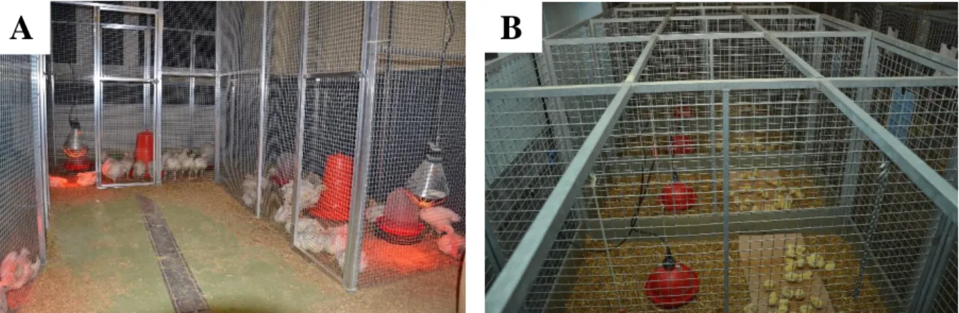 Fig. 6. Broiler chickens kept on wood shavings and on straw litter in Trial I (A) and II (B)