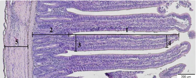 Fig.  8.  Hematoxillin-eosin  stained  ileal  cross  section.  Numbers  (1-5)  indicate  measurements  of  histomorphology  (1_villus  height,  2_crypt  depth,  3_basal  transverse,  4_apical  transverse,  5_muscle  layer thickness)