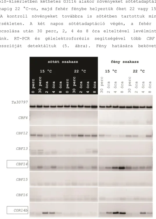 5. ábra. A CBF gének fény és hőmérséklet általi indukciója. Az RT-PCR- RT-PCR-rel vizsgált  CBF gének, Ta30797 és COR14B diploid alakorban (G3116) 15  és  22  °C-on  két  napos  sötétadaptáció  után  fehér  fénnyel  kezelve  30  percig, 2, 4, vagy 8 óráig