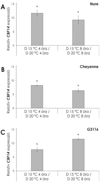 13. ábra A hőmérséklet hatása a  CBF14 expresszióra  sötét  (D)  kezelés  során.  A)  Nure  (árpa)  B)  Cheyenne  (búza)  C)  G3116  (alakor)