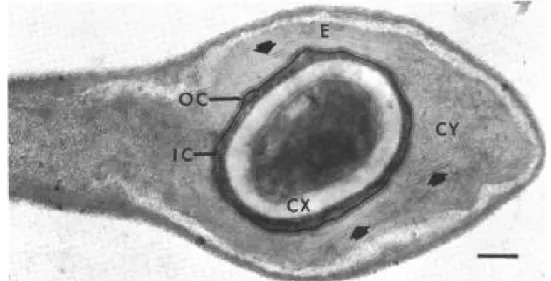 3. kép. A típusú Clostridium botulinum sejt hosszmetszete, a benne fejlıdı spórával. 