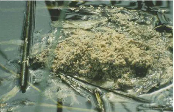 5. kép. Madár-botulizmusban elpusztult kacsa tetemén kifejlıdött légyálcák tömege – a  megbetegedés újabb forrásai (LEIGHTON /2000/; fotó: BOLLINGER)