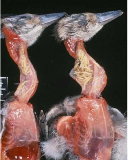 6. kép. Az elfogyasztott toxin-tartalmú légyálcáktól elpusztult nyílfarkú récék. A képen  látható  lárvák  1g-ja  10000  egér  elpusztítására  képes  (LEIGHTON  /2000/;  fotó: 