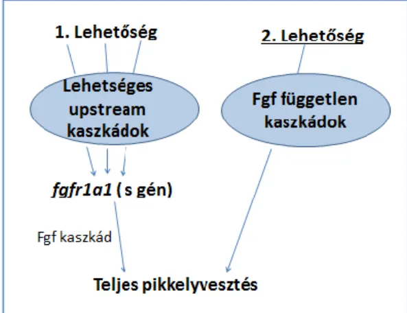 Az N gén az FGF kaszkádon, vagy attól független kaszkádon is lehet (19. ábra):   