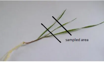 Figure 16. The central sections of the leaf were sampled of the hexaploid and tetraploid varieties for HPLC  analysis  