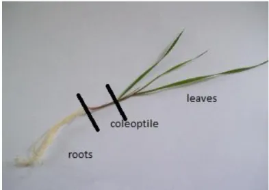 Figure 17. Sampling method for HPLC analysis, roots, old coleoptile area and the leaves    