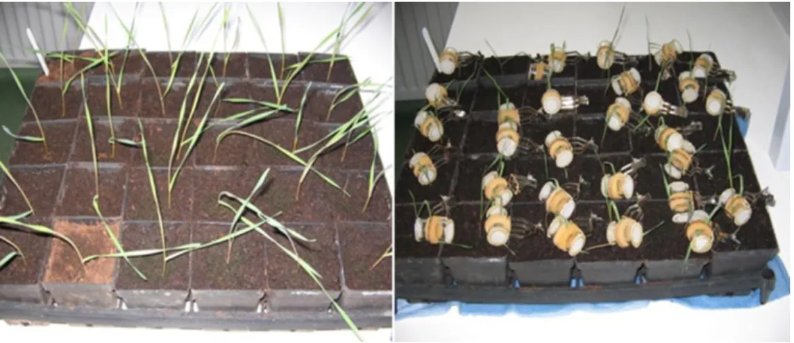 Figure 19. Control and test varieties of a diploid species (GS12) with the clip cages for aphid feeding  experiment before sampling