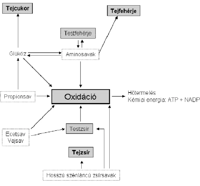 1. ábra. Különböző metabolitok bekapcsolódása az energiatermelő folyamatokba és a tej főbb  komponenseinek szintézise kérődzőkben (Oldham, 1984) 