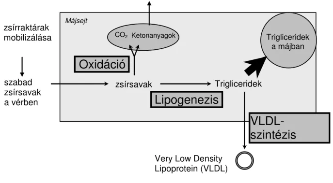 2. ábra. A máj lipid metabolizmusának főbb folyamatai (Gruffat és mtsai, 1996) 