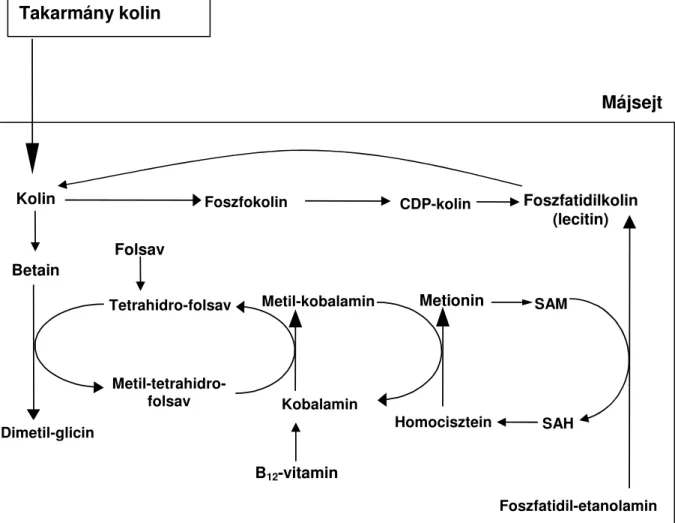 4. ábra. A kolin metabolizmusa a májban (Zeisel, 2004) 