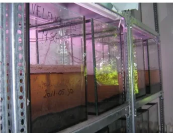 15. ábra. Beállított akváriumos kísérleti rendszer a Cry1- és Cry3 -toxinok lebomlásának  vizsgálatához (fotó: Fejes Ágnes) 