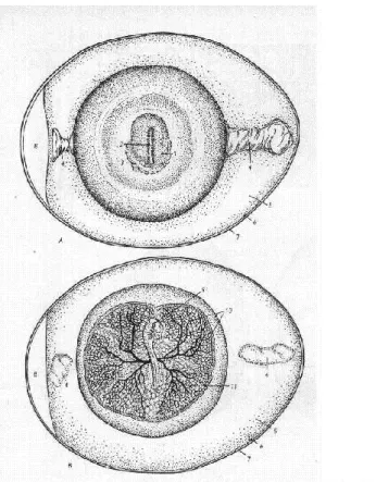 1. ábra A tyúk embrionális fejlődése A) a keltetés 1. napján, B) a keltetés 3. 