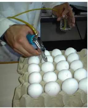 Ezután a tojások héját parafinnal lezártam, majd behelyeztem őket a keltetőbe (5. ábra)