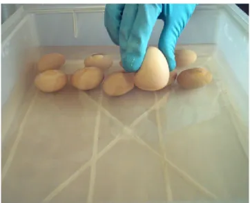 6. ábra A tojások behelyezése a vizsgálati anyag csapvízzel elkészített oldatába 