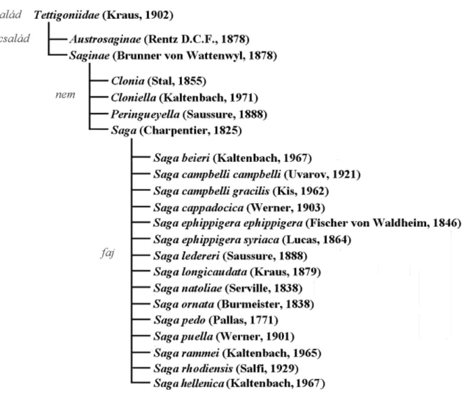 1. ábra: A Saga fajok rendszertani helyzete a fürgeszöcskék alcsaládjában   