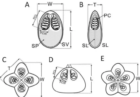 Figure 2. Diagrams of bivalvulid (A: frontal view, B: side view) and multivalvulid (C &amp; E, top view, D: 