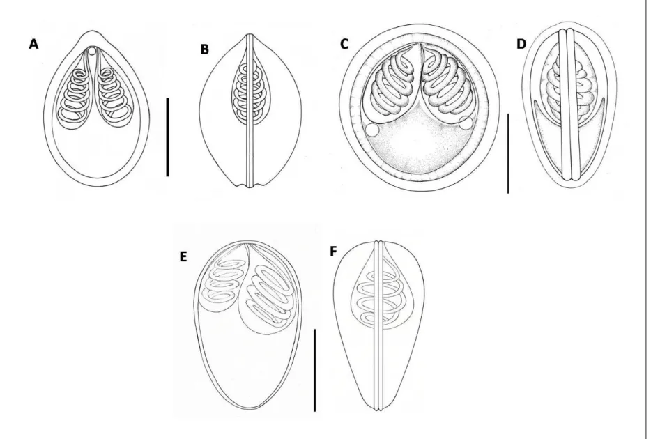 Figure 7. Line drawings from frontal and sutural view of myxospores. (A, B) Myxobolus tambroides sp