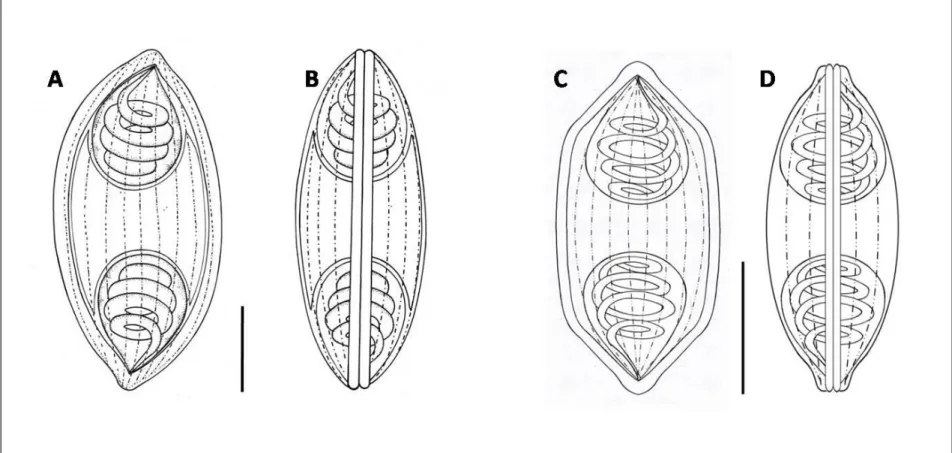Figure 8. Line drawings from frontal and sutural view of myxospores. (A, B) Myxidium sp