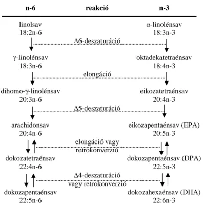 3. ábra   Az n-6-os és n-3-as többszörösen telítetlen zsírsavak   metabolizmusa 