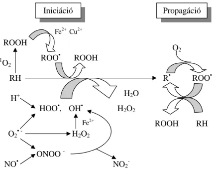 3. ábra. A lipidperoxidáció lehetséges folyamatai élelmiszerekben és  biológiai rendszerekben (Terao és Nagai, 2001) 