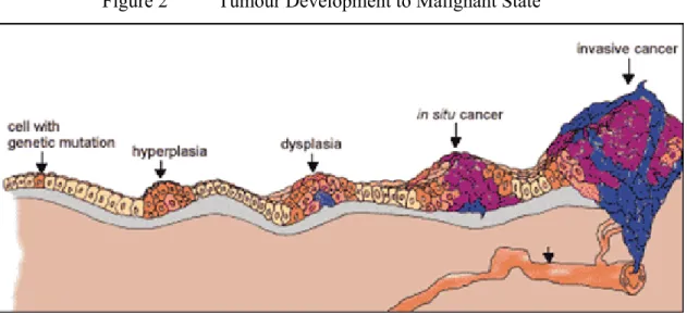 Figure 2  Tumour Development to Malignant State 