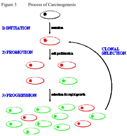 Figure 3  Process of Carcinogenesis 