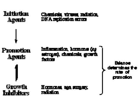 Figure 4  Factors Influencing Cancer Development 