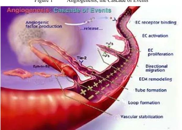 Figure 1  Angiogenesis, the Cascade of Events 