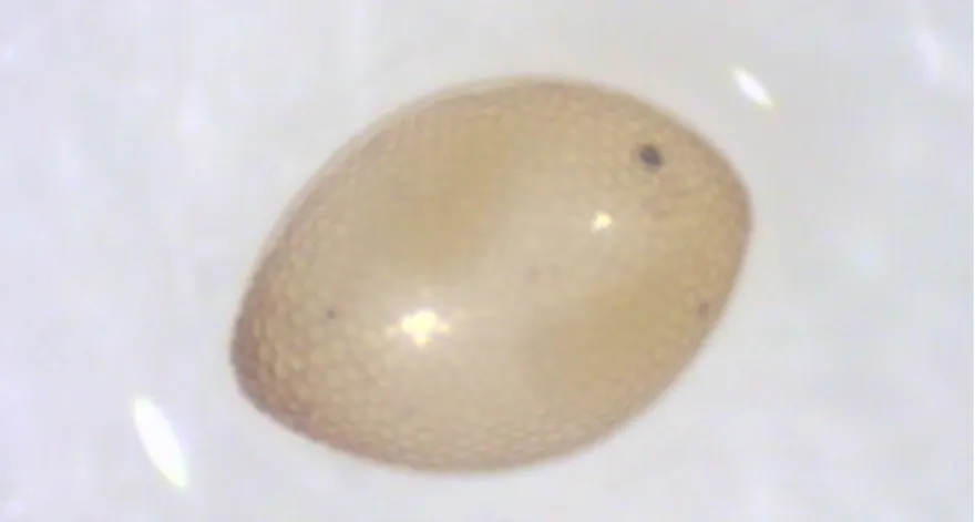 6. ábra: A kukricabogár tojása (Fotó: Takács J.) 