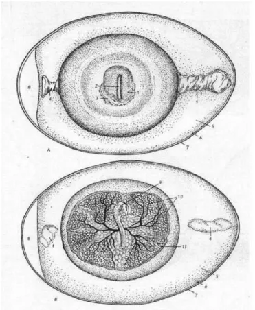1. ábra A házityúk embrionális fejl ő dése  A) a keltetés 1. napja,   B) a keltetés 3